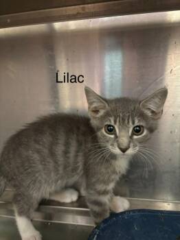 Lilac -  Domestic Short Hair Cat for Adoption in Cambridge, Maryland - Lilac | PetCurious