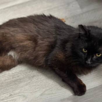 Domestic Long Hair Cats Available for Adoption in Fredericksburg, Virginia - Grimstaff | PetCurious