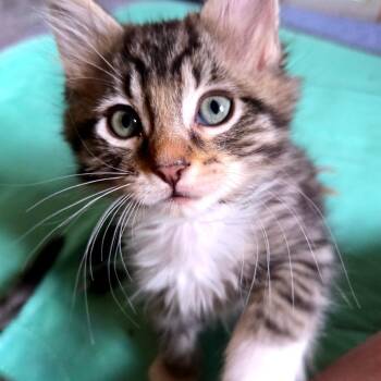 Nigel -  Domestic Short Hair Cat for Adoption in Keizer, Oregon - Nigel | PetCurious