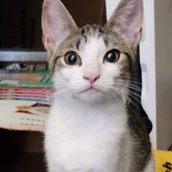 Domestic Short Hair Cats Available for Adoption - Alice C9593 | PetCurious