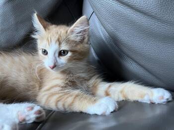 Otis (A141941) -  Tabby Cat for Adoption in Burbank, California - Otis (A141941) | PetCurious