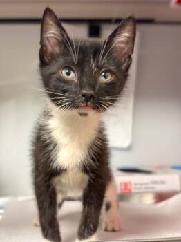 Kiki -  Domestic Short Hair Cat for Adoption in Fresno, California - Kiki | PetCurious