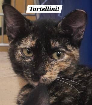 Tortellini -  Domestic Short Hair Cat for Adoption in San Antonio, Texas - Tortellini | PetCurious