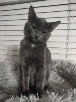 Rescue Domestic Short Hair Cats for Adoption in Battle Ground, Washington - Haze | PetCurious