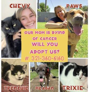 Rescue Domestic Short Hair Cats for Adoption in Port Orange, Florida - Our Mom Dying Of Cancer (ADOPT US) 5 Pets | PetCurious