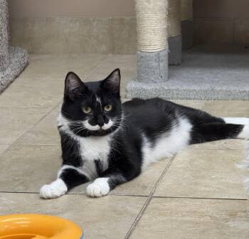 Domestic Short Hair Cats Available for Adoption in Greece, New York - Tessa | PetCurious