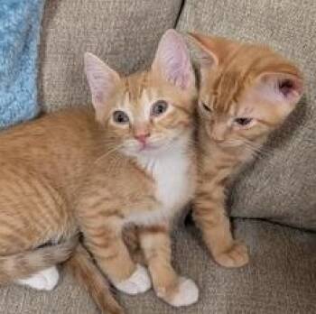 Princess Buttercup -  Domestic Short Hair Cat for Adoption in Liverpool, Texas - Princess Buttercup | PetCurious