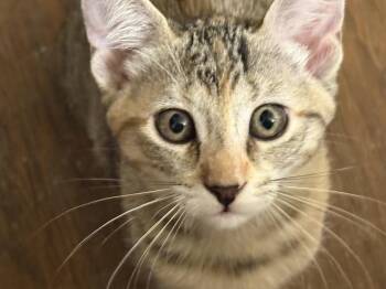 Katy -  Tabby and Calico Cat for Adoption in Dallas, Texas - Katy | PetCurious