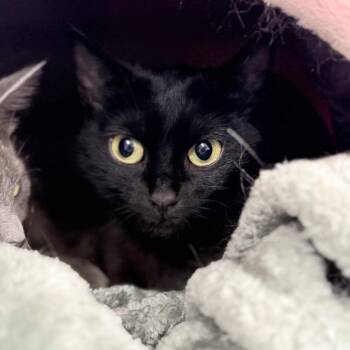 Cheyanne -  Domestic Short Hair Cat for Adoption in Medford, Oregon - Cheyanne | PetCurious