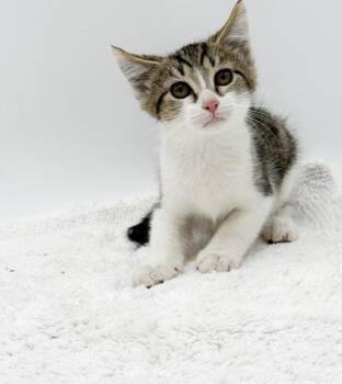 Air Fryer -  Domestic Short Hair Cat for Adoption in Bowling Green, Kentucky - Air Fryer | PetCurious
