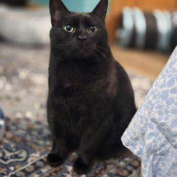 Rescue Domestic Short Hair Cats for Adoption - Liza JC 0923 (bonded With Livvie) | PetCurious