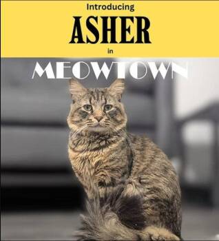 Asher & Peter *BONDED* -  Domestic Medium Hair Cat for Adoption in Herndon, Virginia - Asher & Peter *BONDED* | PetCurious