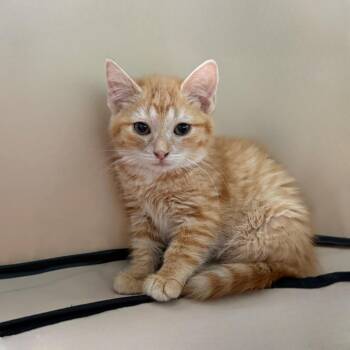 Cornea -  Domestic Short Hair Cat for Adoption in State College, Pennsylvania - Cornea | PetCurious