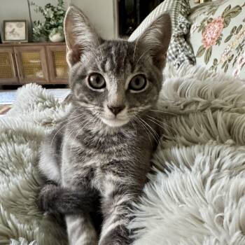 Crabgrass -  Domestic Short Hair Cat for Adoption in Richmond, Virginia - Crabgrass | PetCurious