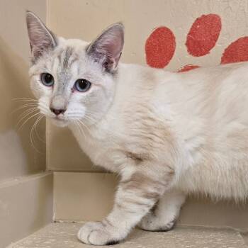 Rescue Domestic Short Hair Cats for Adoption in Wickenburg, Arizona - Millie | PetCurious