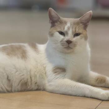 Domestic Short Hair Cats Available for Adoption in Fairfax Station, Virginia - Dama - Qatar | PetCurious