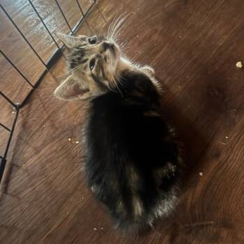 Jon -  Domestic Short Hair Cat for Adoption in Buellton, California - Jon | PetCurious