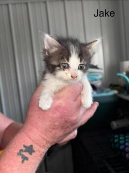 Jake -  Domestic Medium Hair Cat for Adoption in Hartford City, Indiana - Jake | PetCurious