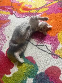 Jess -  Tabby Cat for Adoption in Stanton, Kentucky - Jess | PetCurious