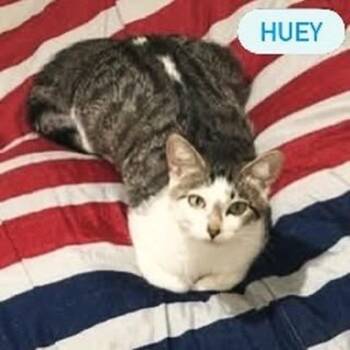 HUEY -  Domestic Short Hair Cat for Adoption in Pegram, Tennessee - HUEY | PetCurious