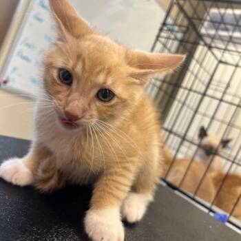 Mark -  Domestic Short Hair Cat for Adoption in Lake Panasoffkee, Florida - Mark | PetCurious