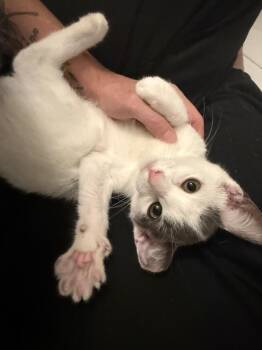 Remi -  Domestic Short Hair Cat for Adoption - Remi | PetCurious