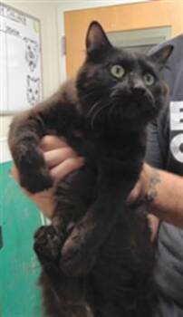 CONSUELA -  Domestic Medium Hair and Domestic Short Hair Cat for Adoption in Albuquerque, New Mexico - CONSUELA | PetCurious