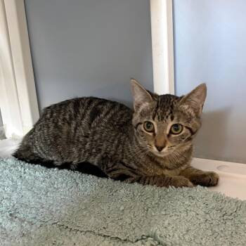 Val -  Domestic Short Hair Cat for Adoption in Yucaipa, California - Val | PetCurious