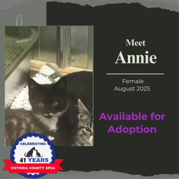 Rescue Domestic Short Hair Cats for Adoption in Arthurette, New Brunswick - Annie | PetCurious