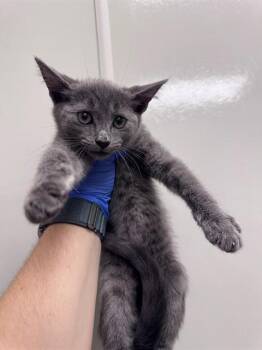 BEAUTY -  Domestic Short Hair Cat for Adoption in Ontario, California - BEAUTY | PetCurious