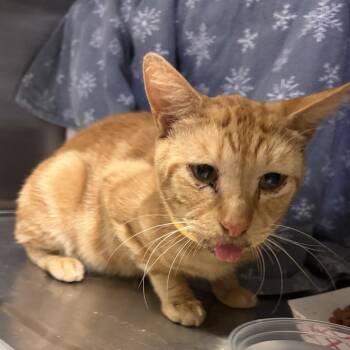 IVHS-Stray-140732 -  Domestic Short Hair Cat for Adoption in San Gabriel, California - IVHS-Stray-140732 | PetCurious