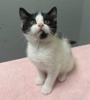 ADELIE -  Domestic Short Hair Cat for Adoption in Leesburg, Virginia - ADELIE | PetCurious