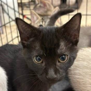 Dopey -  Domestic Short Hair Cat for Adoption in Lake Jackson, Texas - Dopey | PetCurious