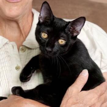 Glacier Viking -  Bombay and Domestic Short Hair Cat for Adoption in Friendswood, Texas - Glacier Viking | PetCurious