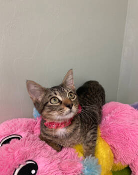 Rescue Domestic Short Hair Cats for Adoption in Picayune, Mississippi - $00 Cynthia | PetCurious