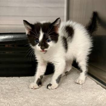 Usopp -  Domestic Short Hair Cat for Adoption in Port Charlotte, Florida - Usopp | PetCurious