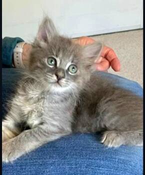 Domestic Medium Hair and Tabby Cats Available for Adoption in Campbell, California - Teddy | PetCurious