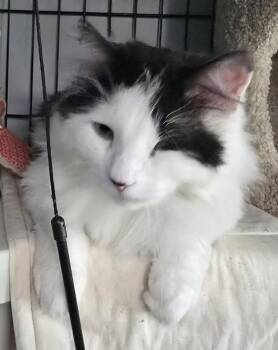 Crest -  Domestic Long Hair Cat for Adoption in Trenton, New Jersey - Crest | PetCurious