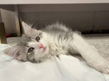 Clarabell  -  Domestic Long Hair Cat for Adoption in Rio Linda, California - Clarabell  | PetCurious