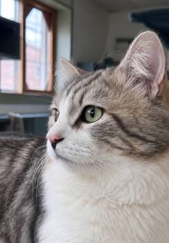 Domestic Short Hair Cats Available for Adoption in Montreal, Quebec - Sohan | PetCurious