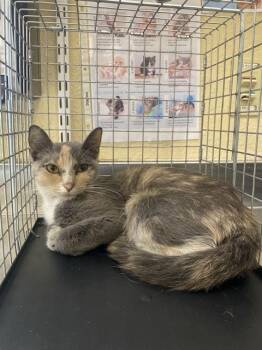 SAMUS -  Domestic Short Hair Cat for Adoption in Fort Myers, Florida - SAMUS | PetCurious