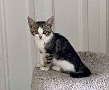 Xyla -  Domestic Short Hair Cat for Adoption in Cumming, Georgia - Xyla | PetCurious