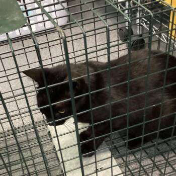 Beauty -  Domestic Medium Hair Cat for Adoption in Montgomery, Alabama - Beauty | PetCurious