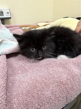 Domestic Short Hair Cats Available for Adoption in Fremont, California - DORITOS LOCOS TACO | PetCurious