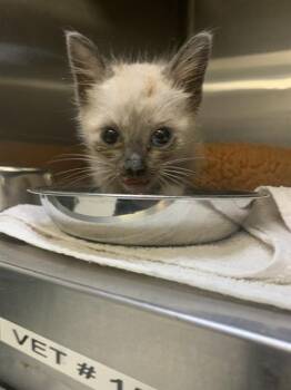 PORSCHE PIG -  Siamese and Domestic Short Hair Cat Available for Adoption in Corpus Christi, Texas - PORSCHE PIG | PetCurious