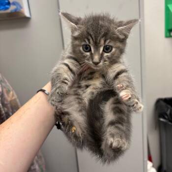 Sugar Cookie -  Domestic Medium Hair Cat for Adoption in Columbiana, Alabama - Sugar Cookie | PetCurious