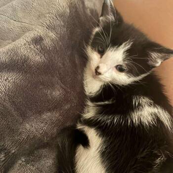 Yumeha -  Domestic Short Hair Cat for Adoption in Los Angeles, California - Yumeha | PetCurious