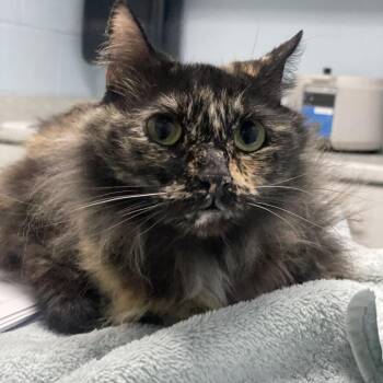 Anya -  Domestic Medium Hair Cat for Adoption in Riverside, California - Anya | PetCurious