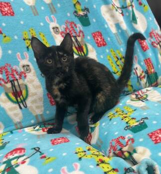 Jenn -  Domestic Short Hair Cat for Adoption in Newberg, Oregon - Jenn | PetCurious