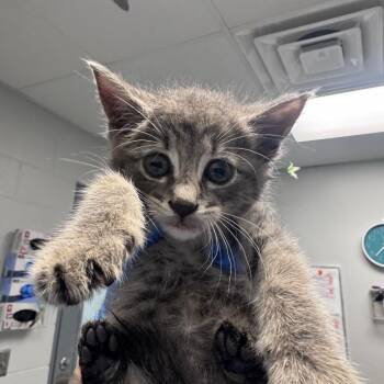 Selene -  Domestic Short Hair Cat for Adoption in Greenville, South Carolina - Selene | PetCurious